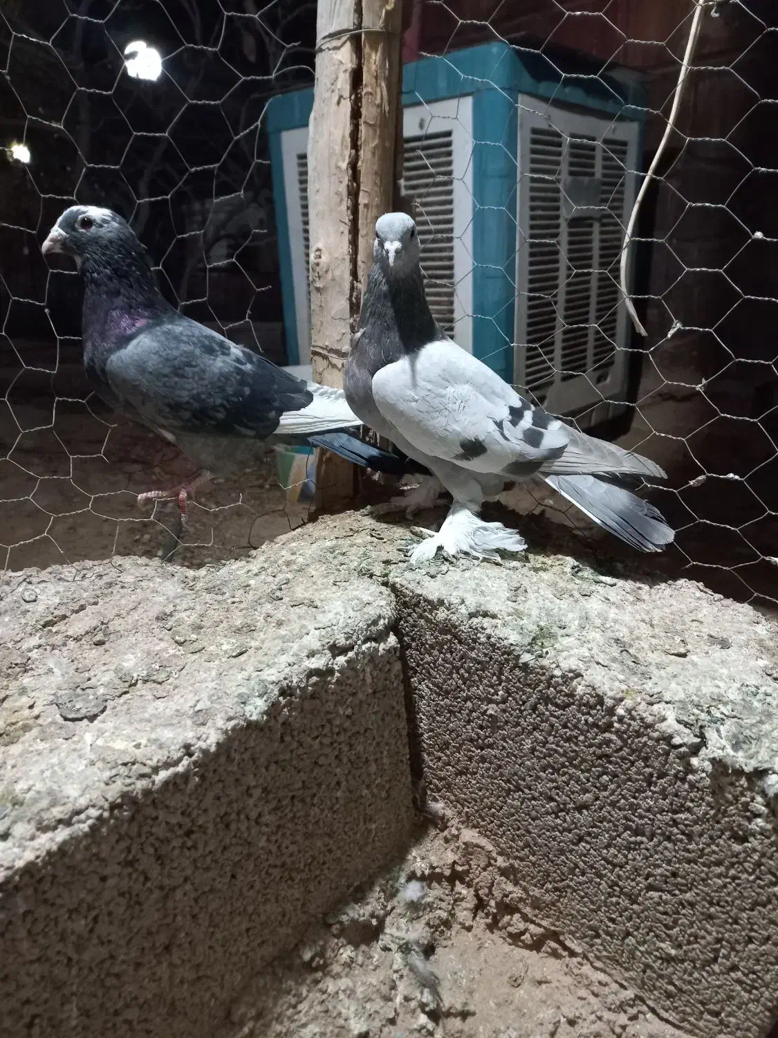 ۵تا کفتر بیگیری دس اولی|پرنده|شیراز, فرودگاه شهید دستغیب شیراز|دیوار