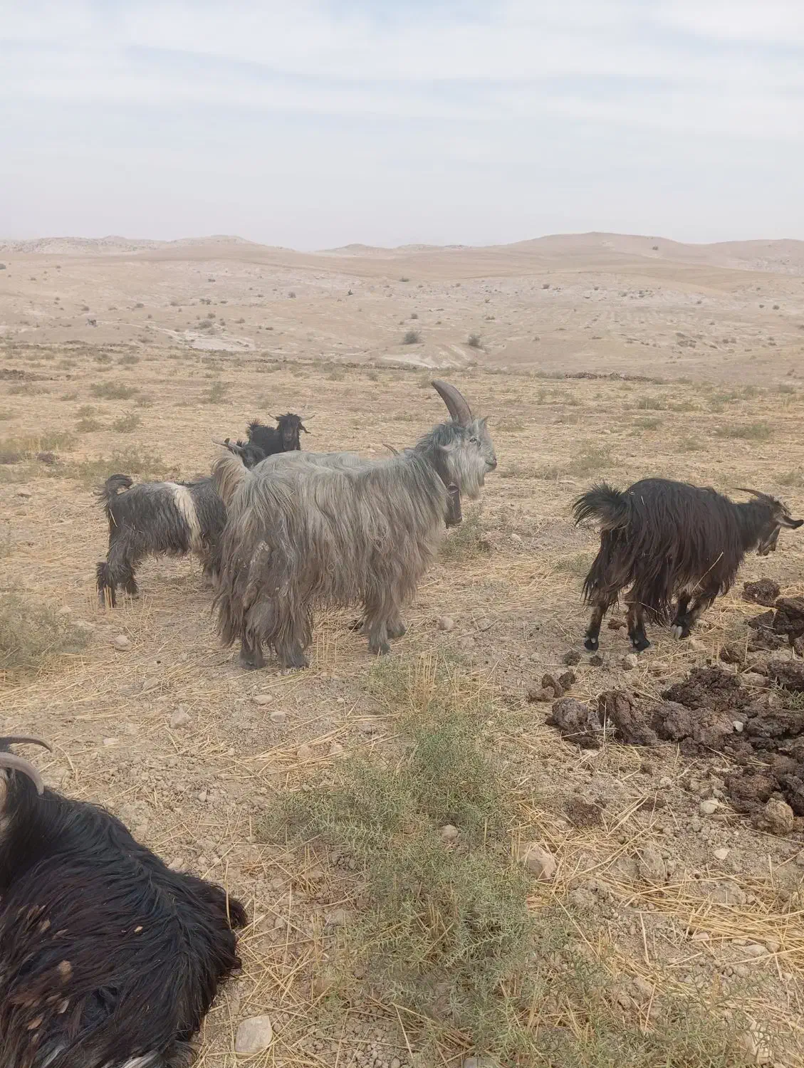 دوبور|حیوانات مزرعه|ایذه, |دیوار