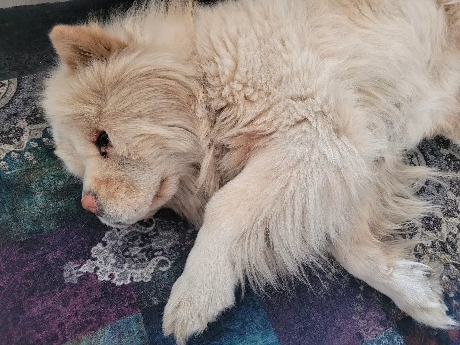 سگ چاو چاو نر زبان بنفش اوکراینی|سگ|تهران, شهرک نفت|دیوار