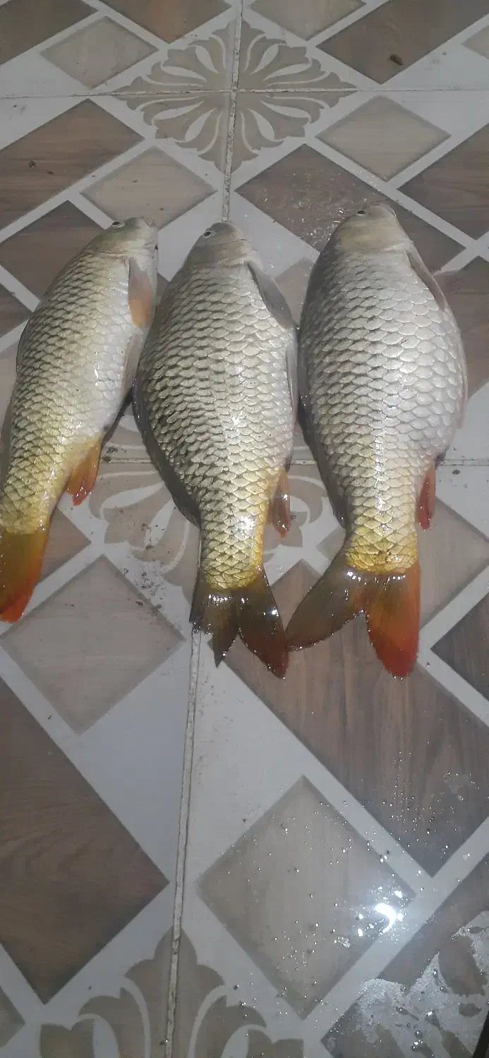 ماهی کپور روخانه|ماهی|سوسنگرد, |دیوار