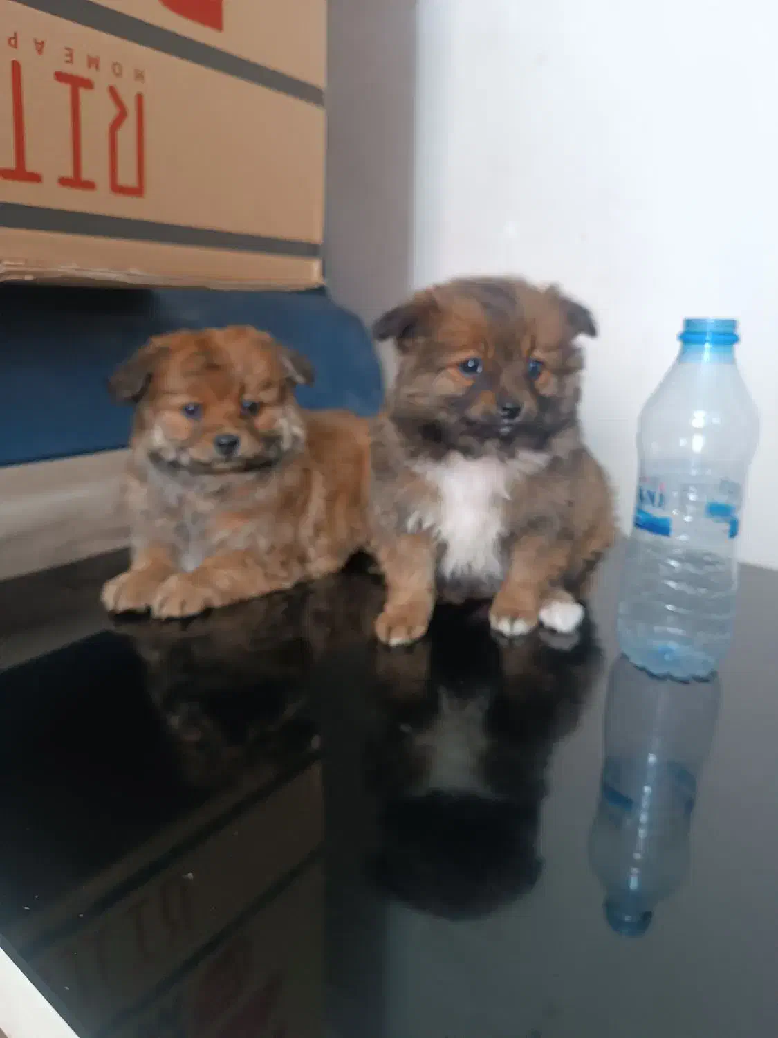 واگذاری سگ|سگ|شیراز, سعدیه شمالی|دیوار