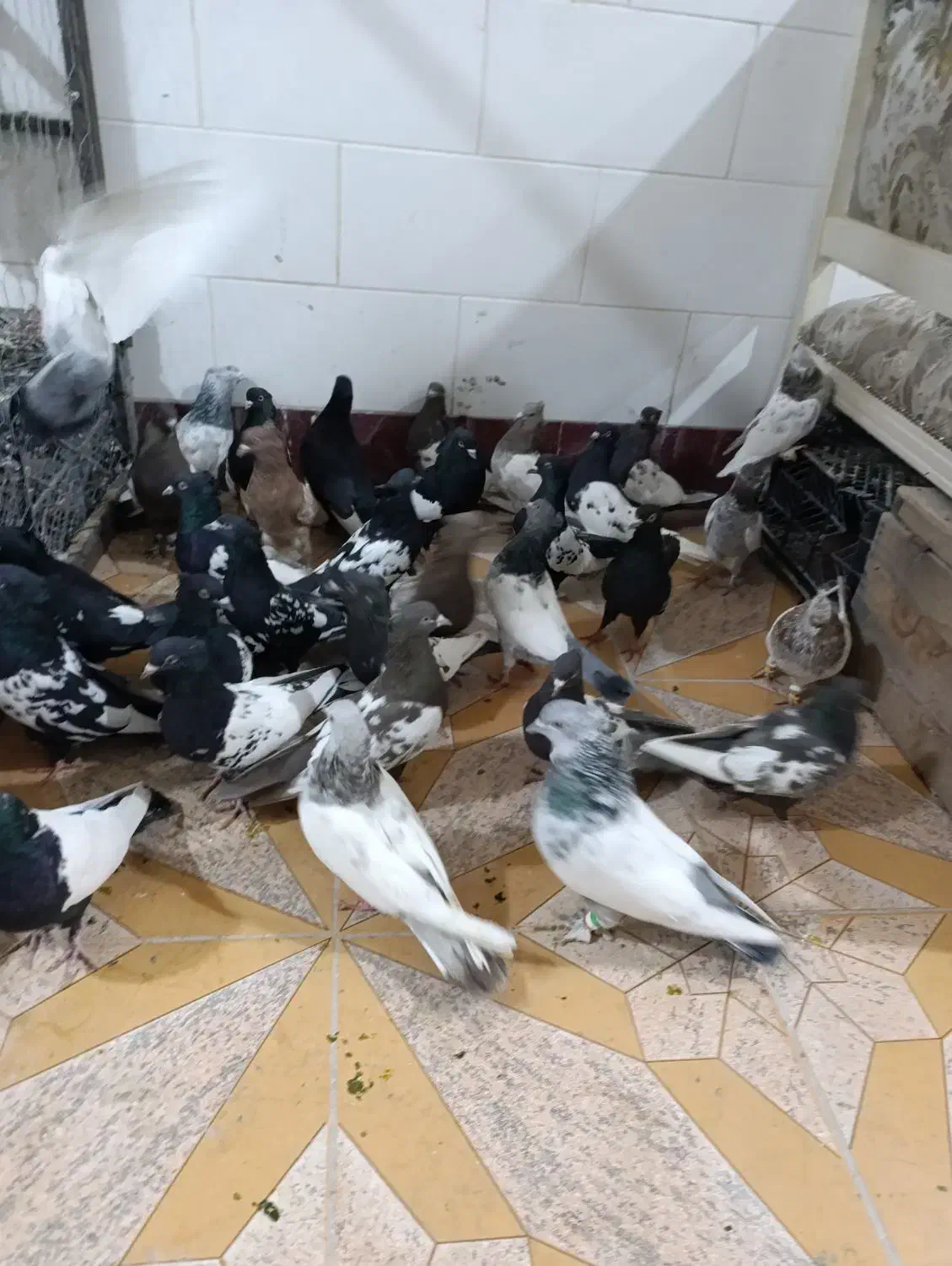 کبوتر سینه سیاه|پرنده|شیراز, گویم|دیوار