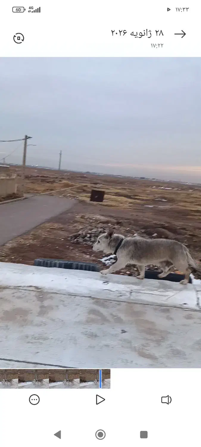 حیوانات|سگ|قزوین, |دیوار