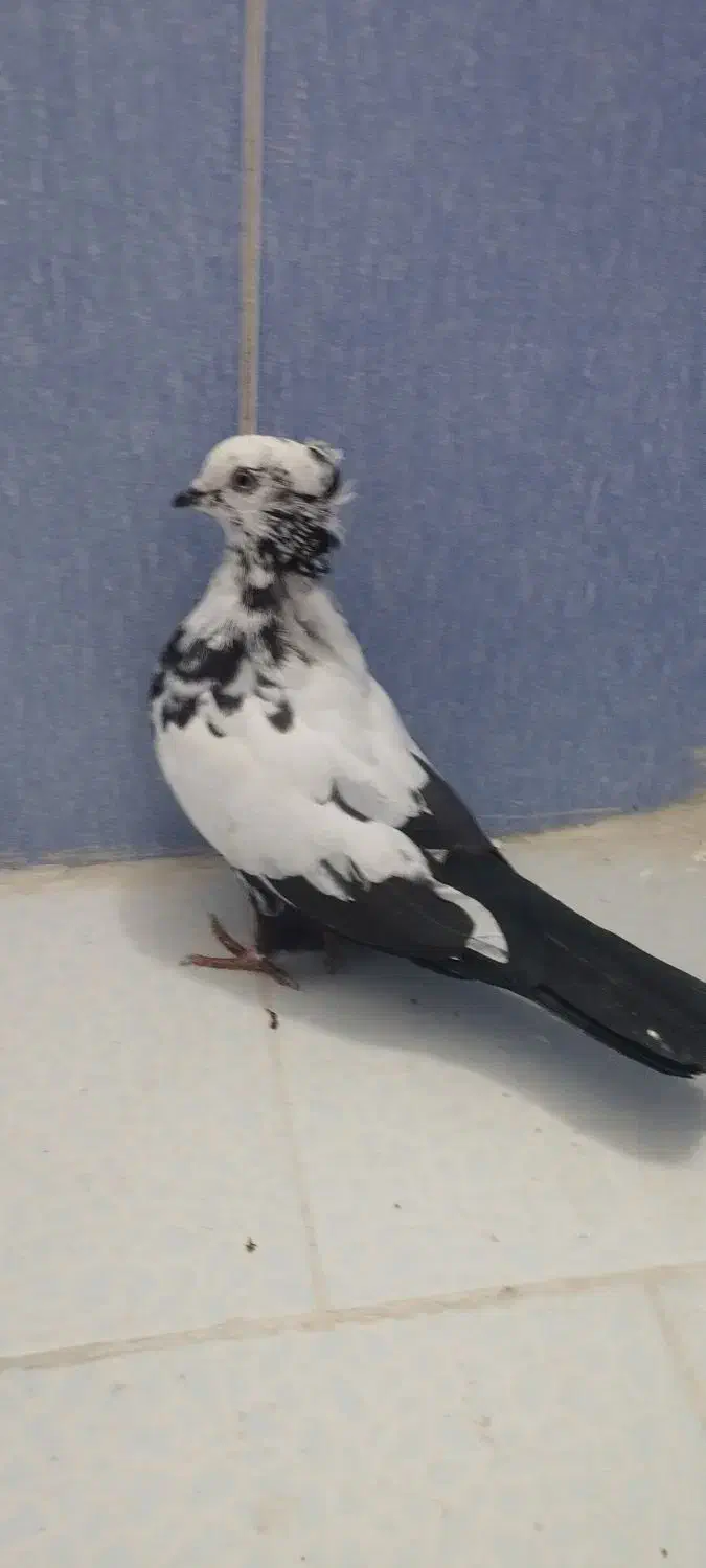 دم سیاه|پرنده|اسلام‌شهر, شهرک سعیدیه|دیوار