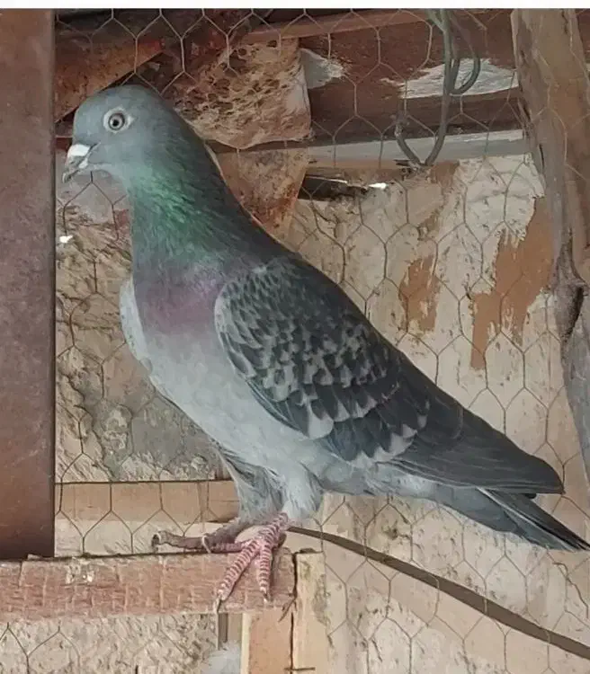 کفتر|پرنده|قم, هفت تیر|دیوار