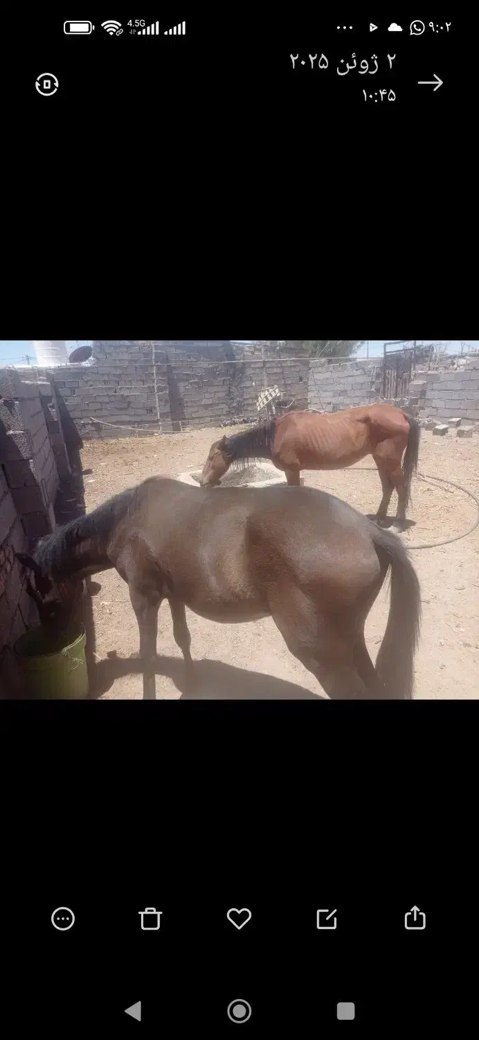 فروش اسب کرد مادیون وکره|اسب و تجهیزات اسب‌سواری|سیرجان, |دیوار