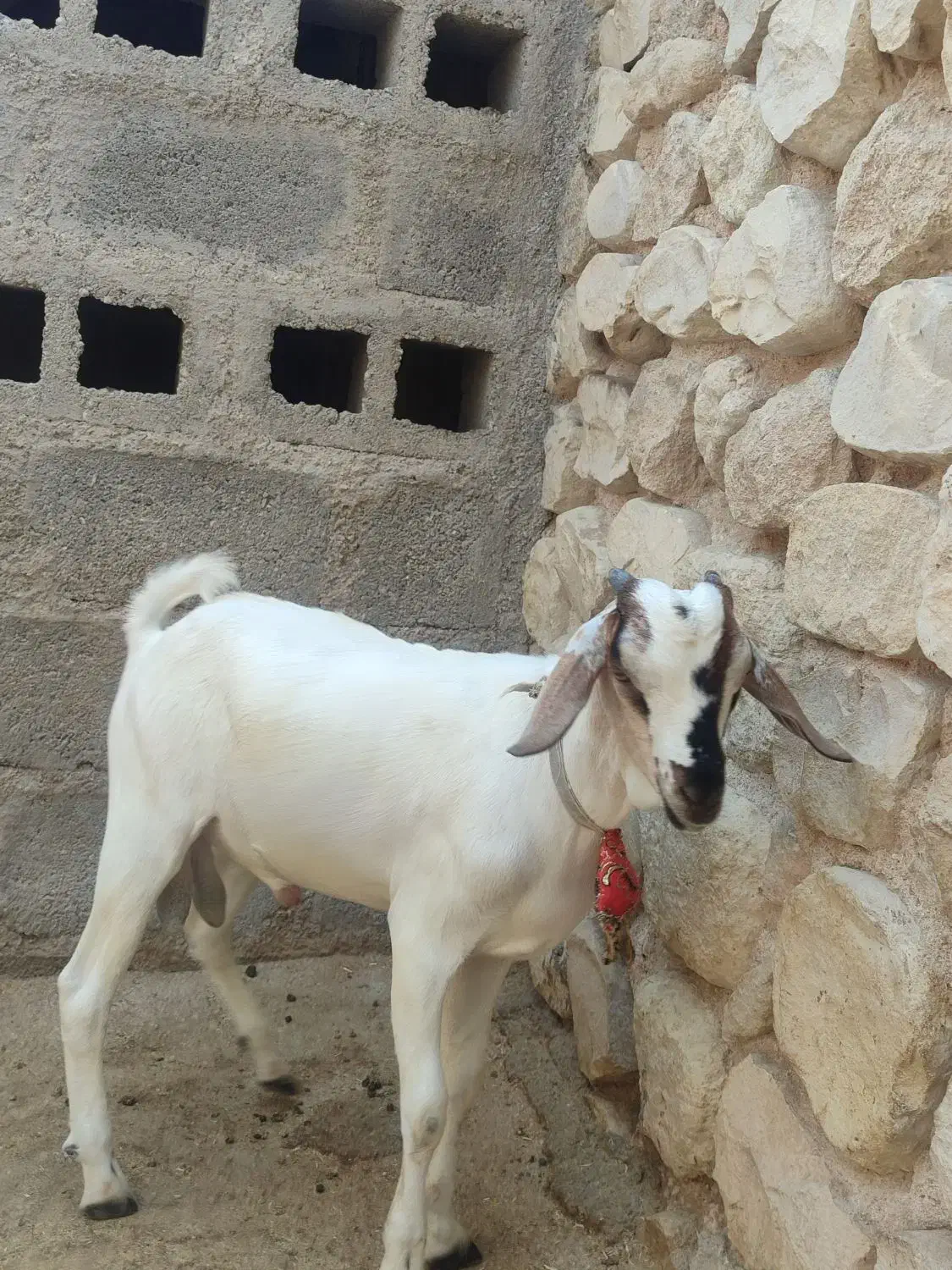 دوتا کهره سومالی|حیوانات مزرعه|مهر, |دیوار