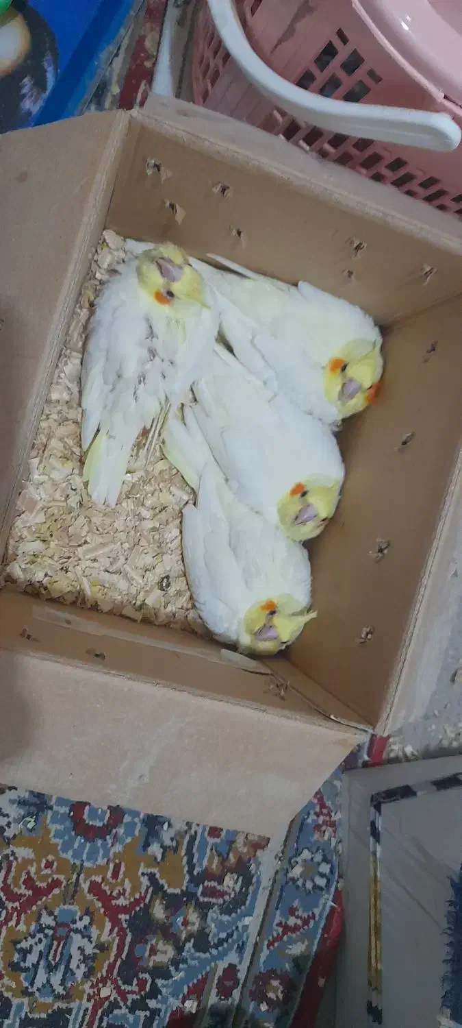 فروش جوجه عروس سرلاکی|پرنده|چغادک, |دیوار