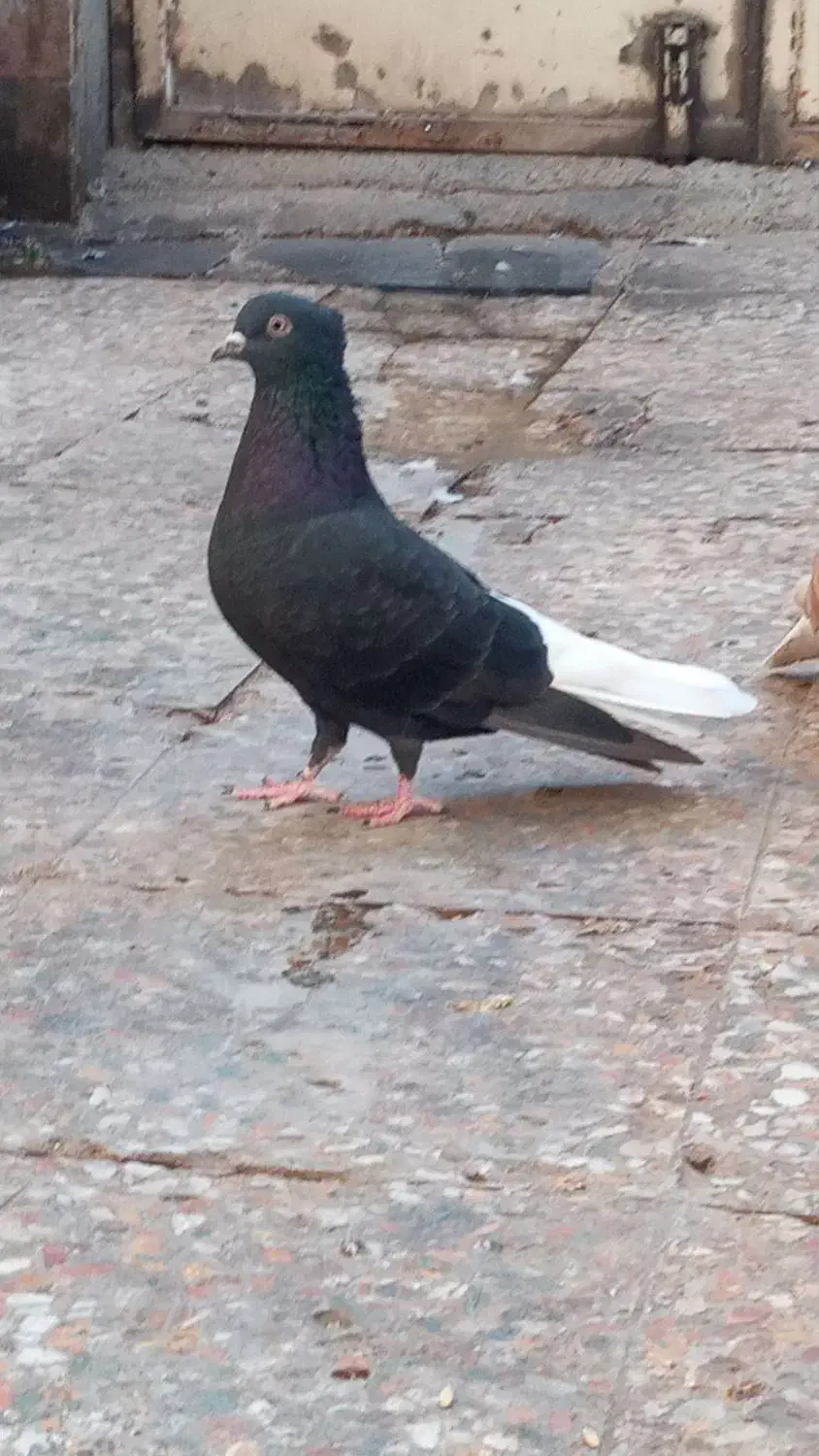 جفت اشعل دم سفید|پرنده|کارون, |دیوار