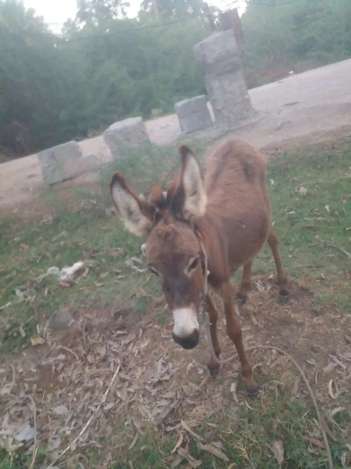 کره الاغ|حیوانات مزرعه|میناب, |دیوار