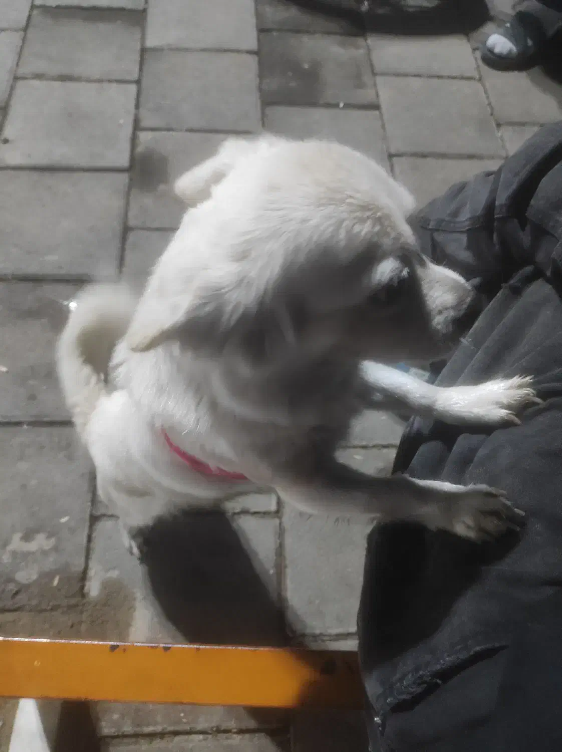 سگ،پاکوتا|سگ|سقز, |دیوار