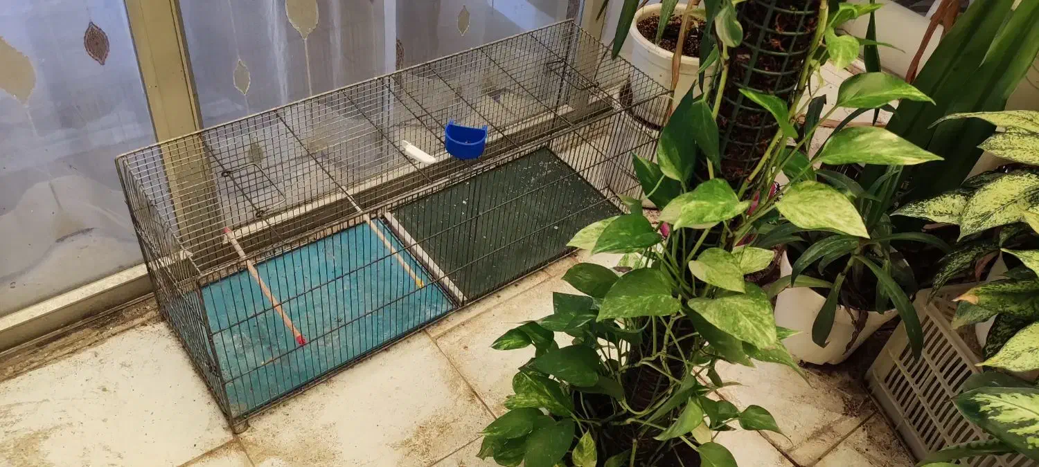 سهره،و قفس جوجه پرون|پرنده|شاهین‌شهر, شهرک سایت|دیوار