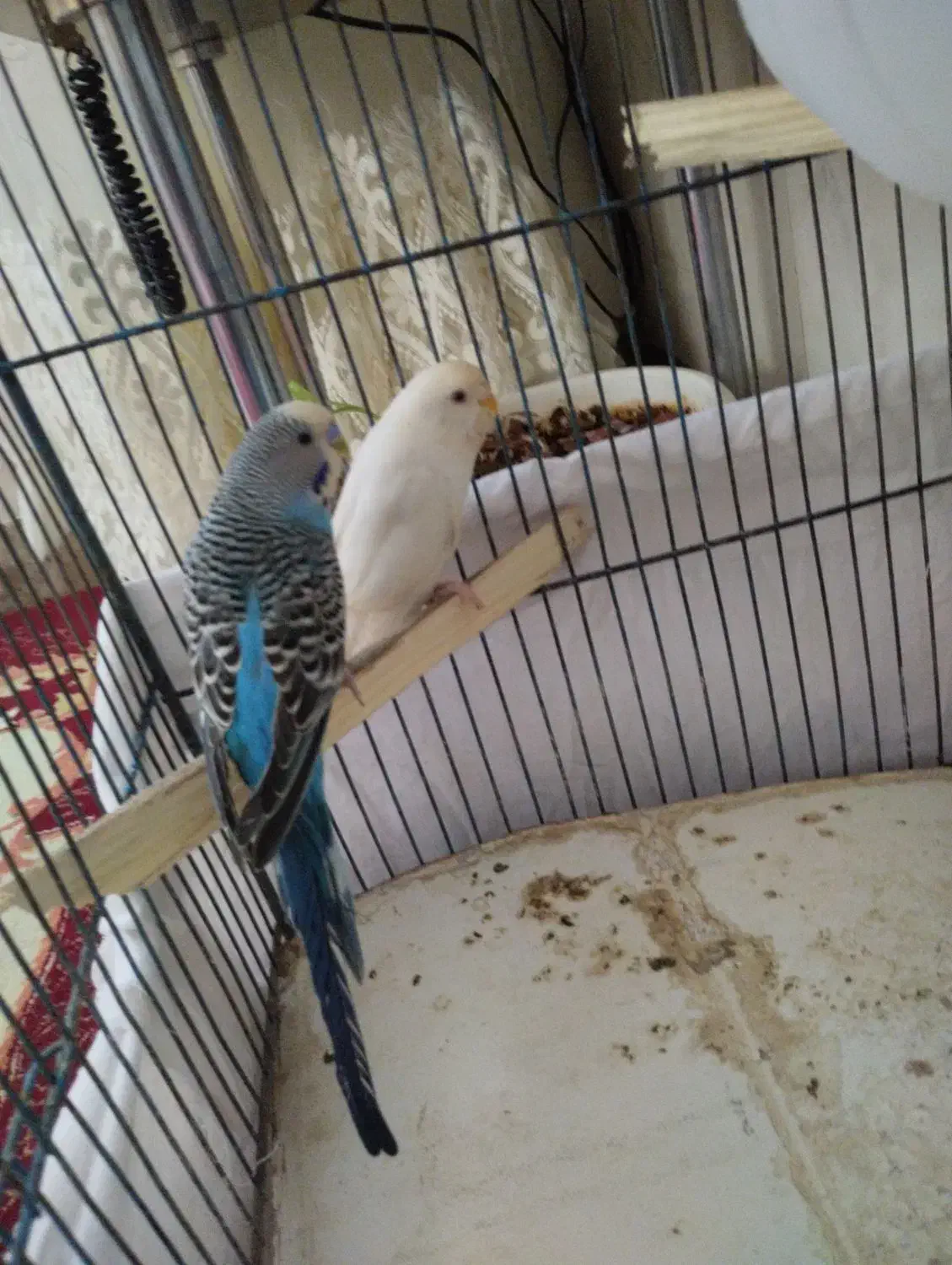 مورغ عشق|پرنده|زبرخان, |دیوار