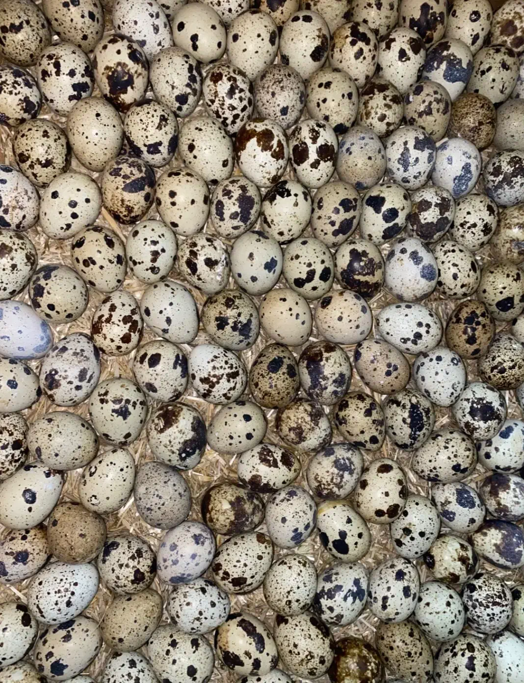 تخم نطفه دار بلدرچین با ضمانت هچ بالا|حیوانات مزرعه|مشهد, جانباز|دیوار