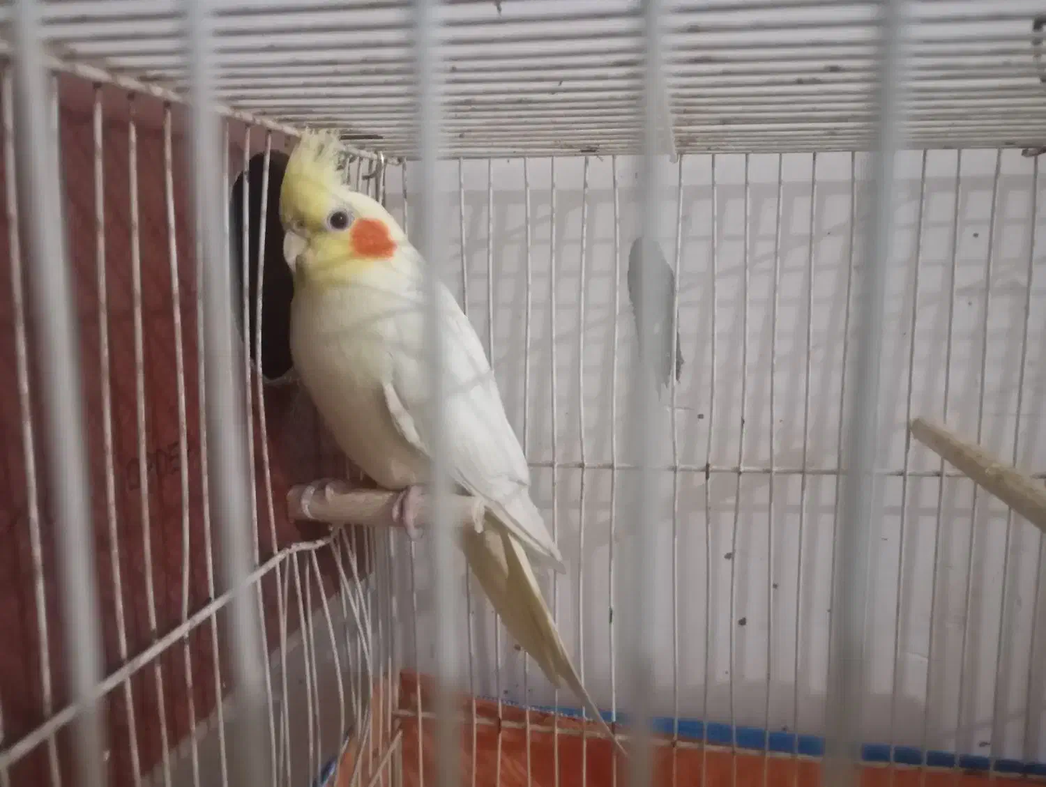 عروس هلندی|پرنده|دماوند, دماوند|دیوار