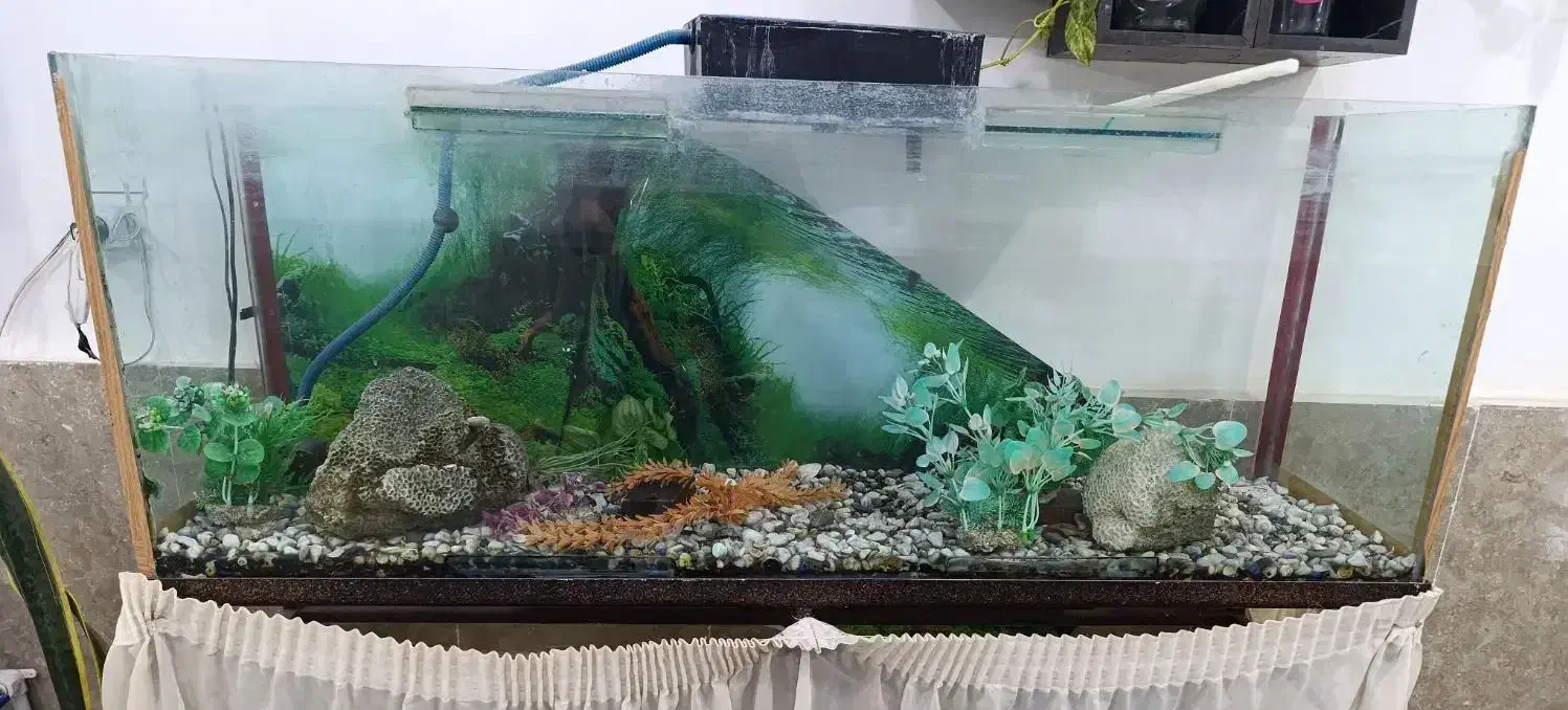 اکواریوم بزرگ|ماهی|مشهد, فرخد|دیوار