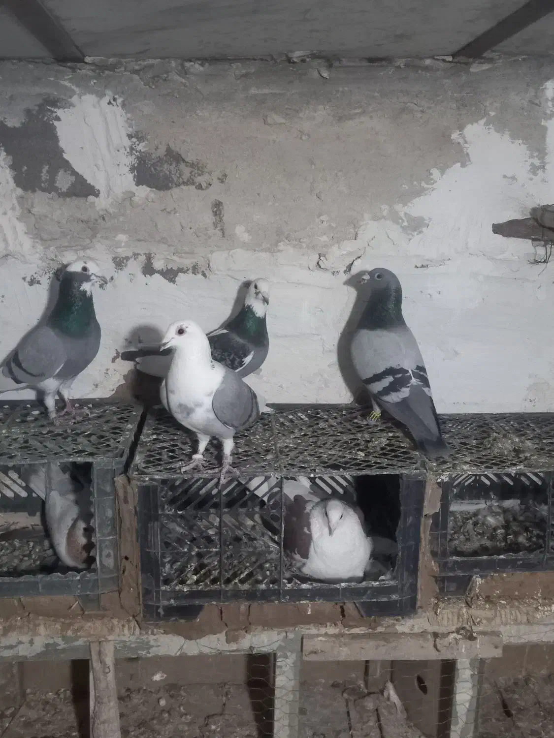 کبوتر دوکت پلاکی کوهی صحرایی مگزی|پرنده|همدان, |دیوار