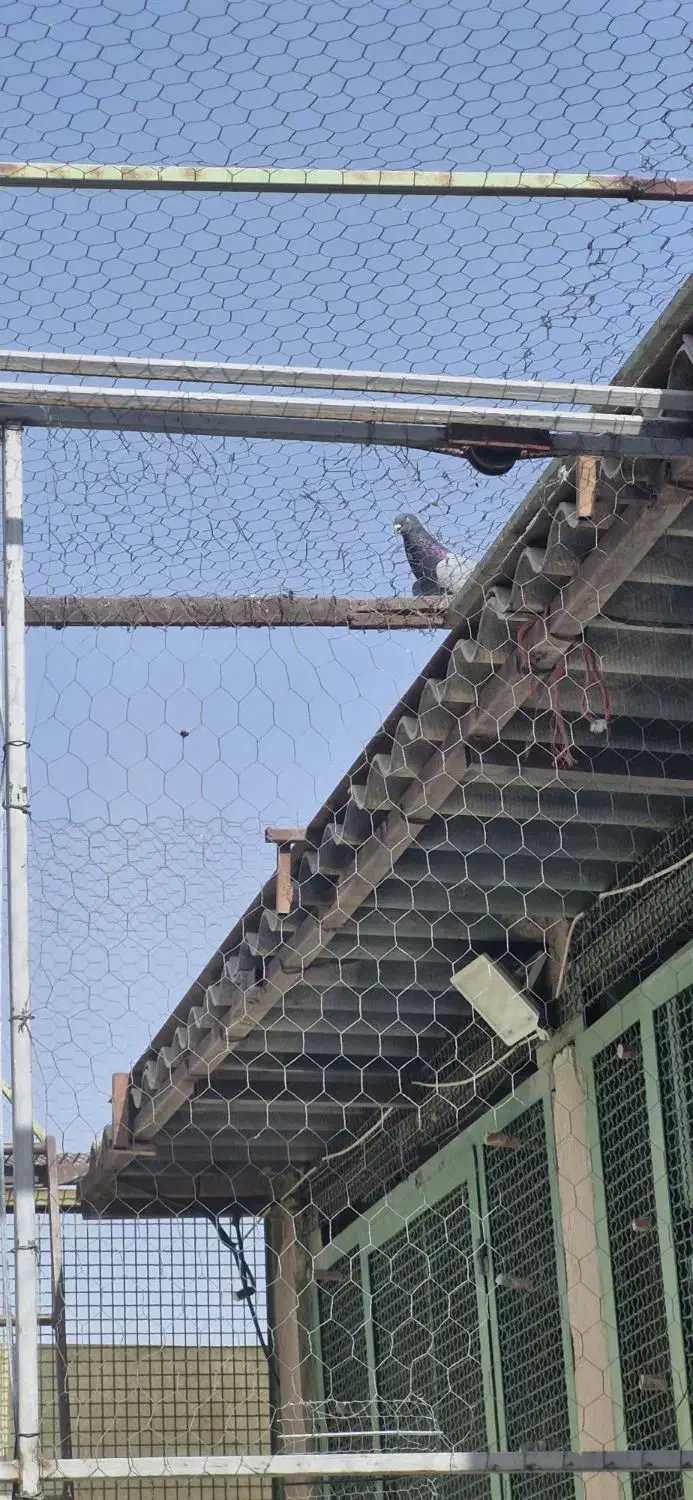 کفترتیرماه|پرنده|جوادآباد, |دیوار