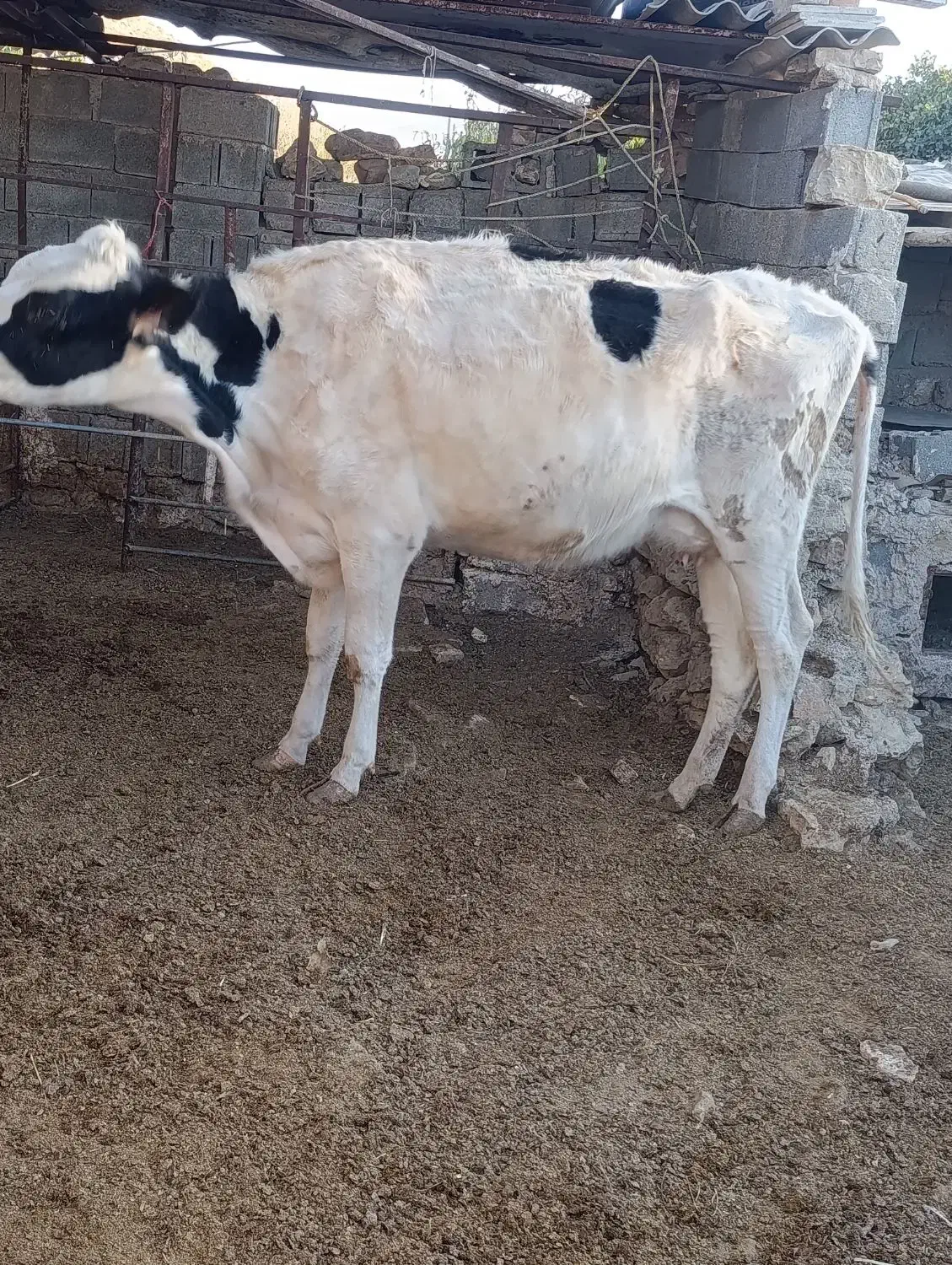 گاو شیری و ابستن|حیوانات مزرعه|ارژن, |دیوار