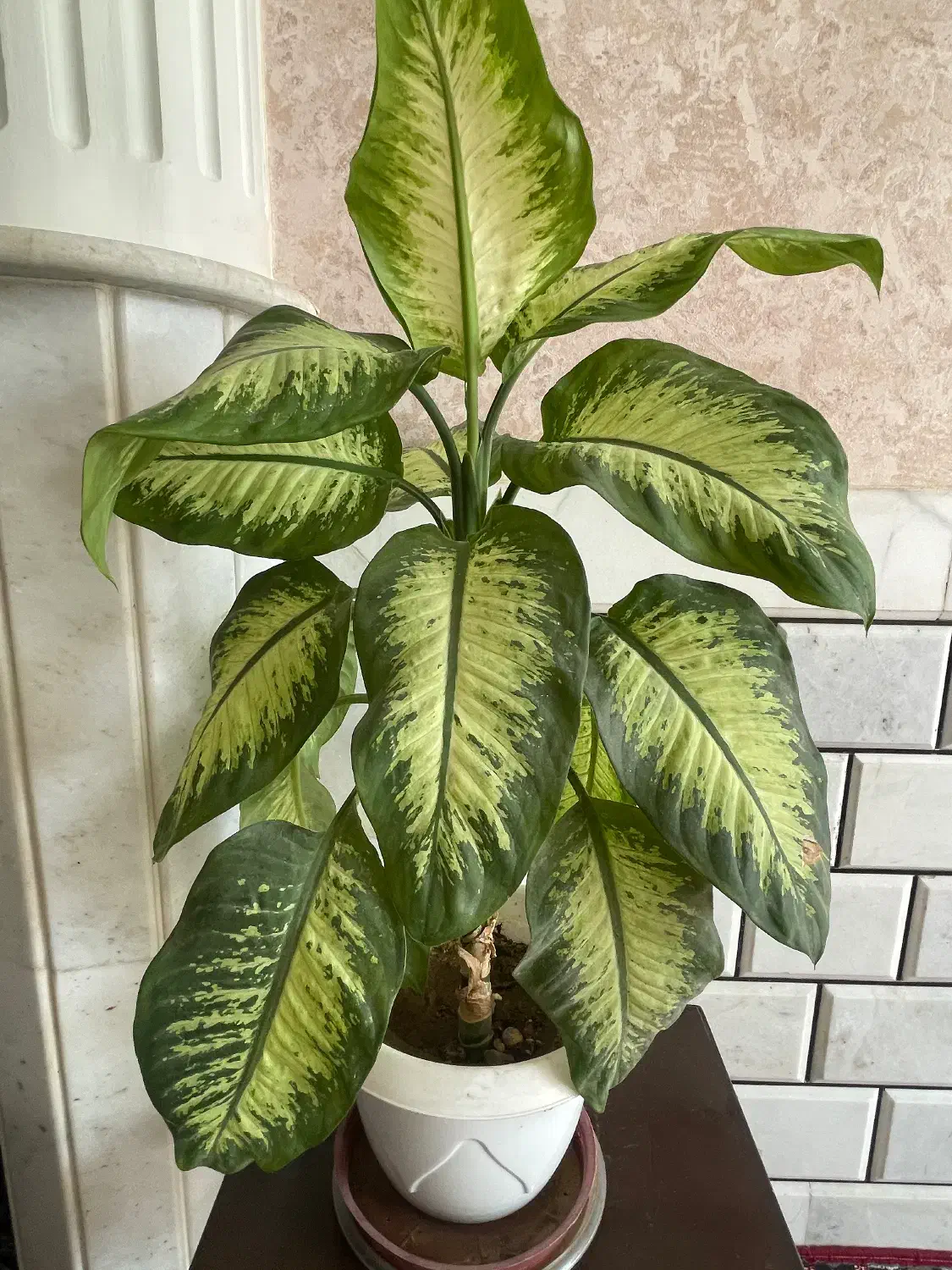 گل دیفن|گل و گیاه طبیعی|مبارکه, |دیوار