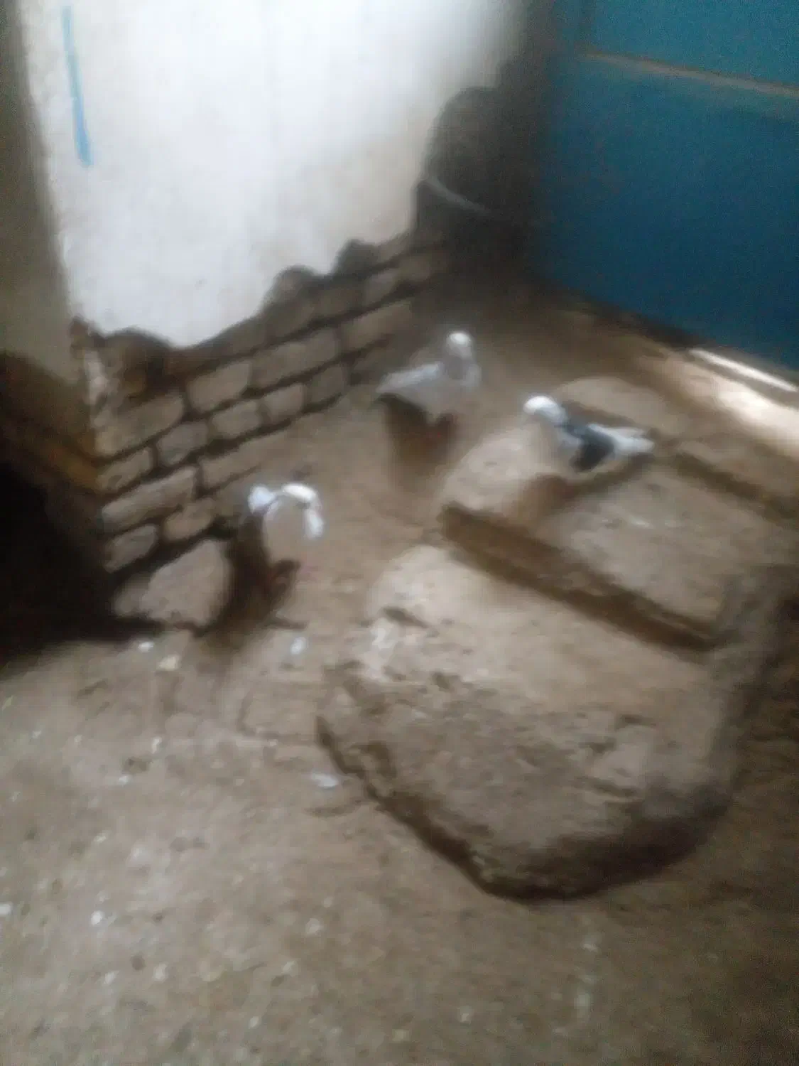 کبوتر|پرنده|ساروق, |دیوار