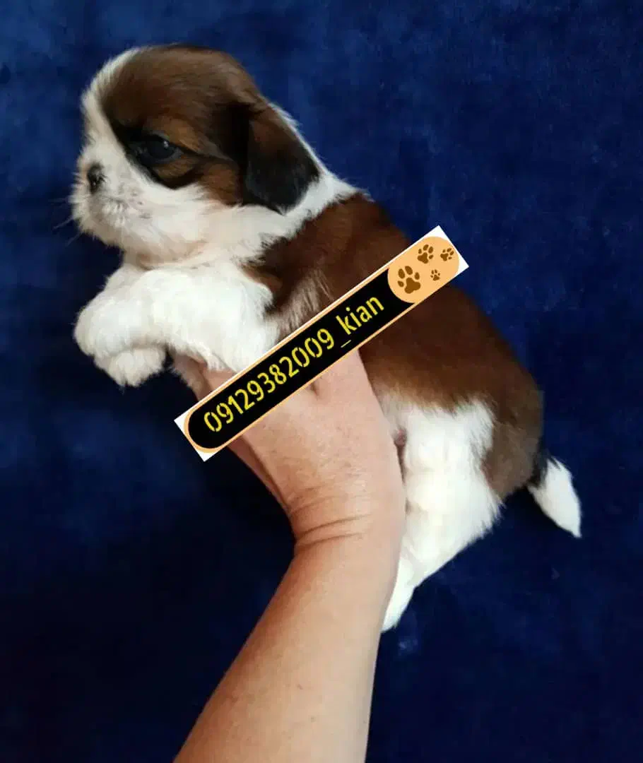 توله های نژاد شیتزو اصیل|سگ|تهران, صادقیه|دیوار