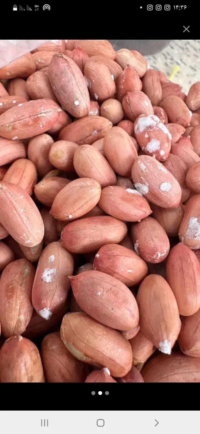 فروش بادام زمینی|خوردنی و آشامیدنی|تهران, امیر بهادر|دیوار