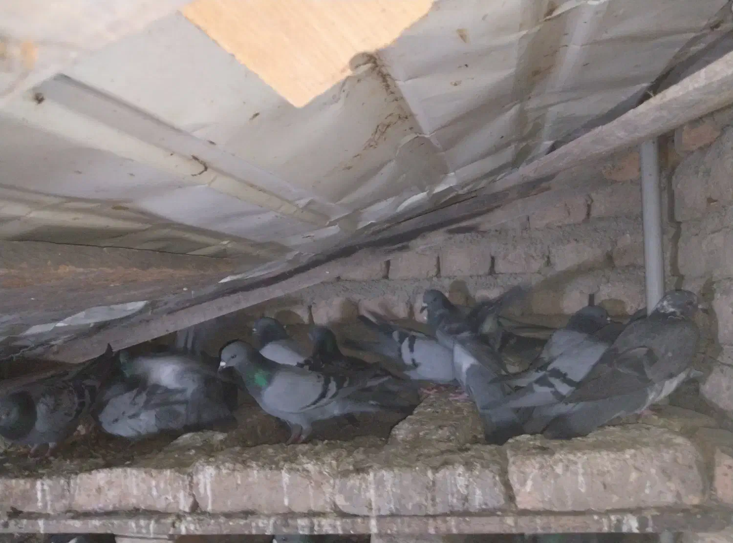 کبوتر چاهی|پرنده|علی‌آباد کتول, |دیوار