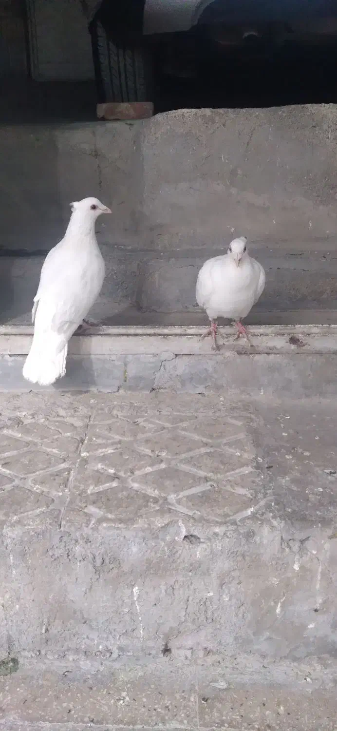 سلام جفت سفید کاکلی چشم قرمز|پرنده|تهران, مشیریه|دیوار