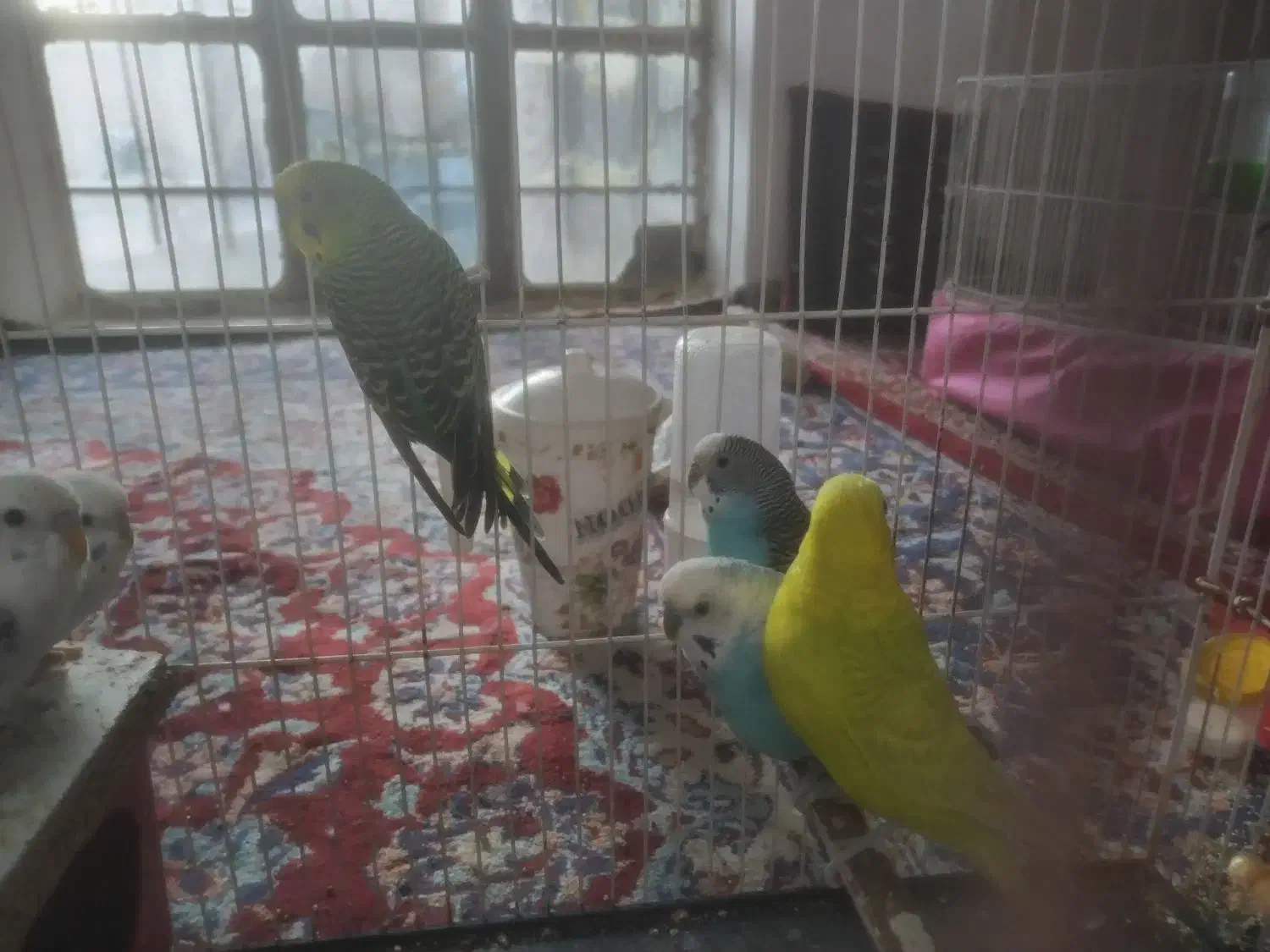 مرغ عشق معاوضه با مینا|پرنده|تربت‌حیدریه, کلاته توکلی|دیوار