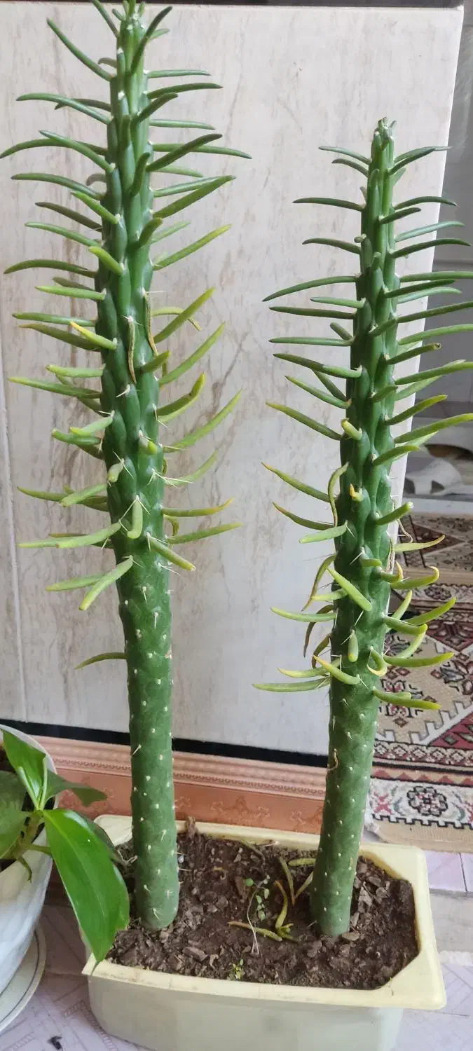 گل طبیعی|گل و گیاه طبیعی|پاوه, |دیوار