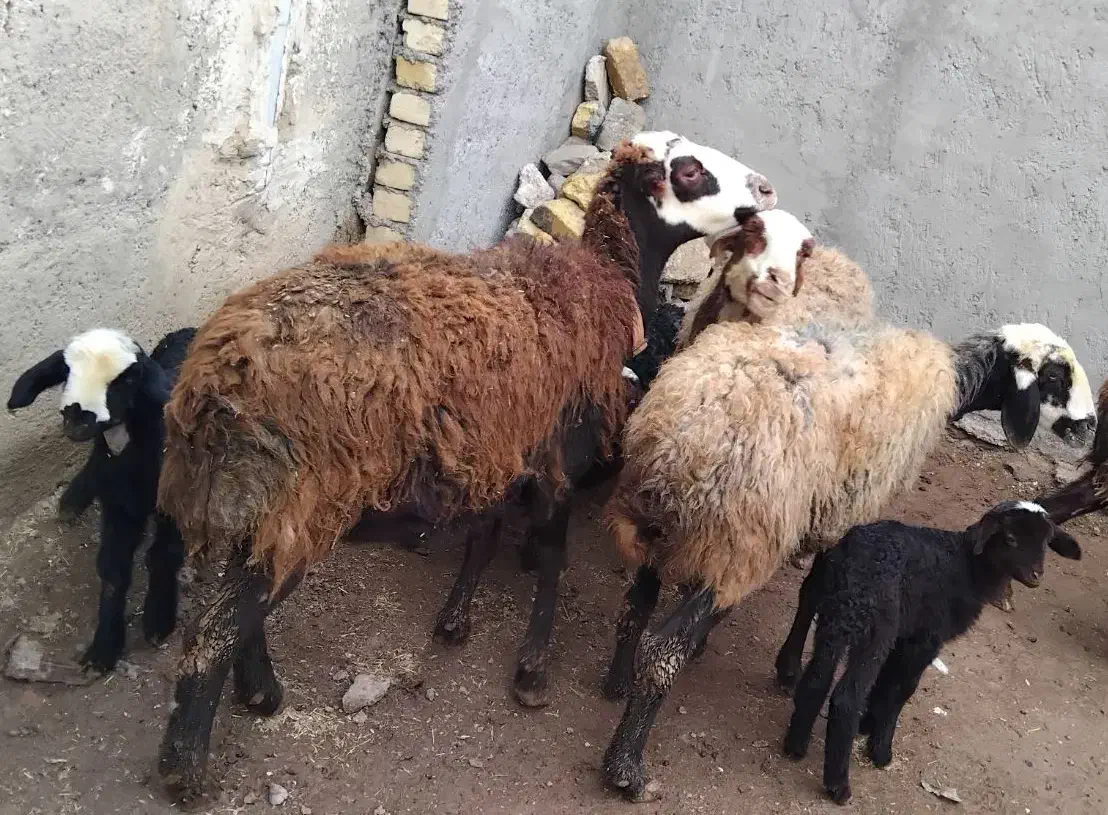 میش بره دار|حیوانات مزرعه|قزوین, |دیوار