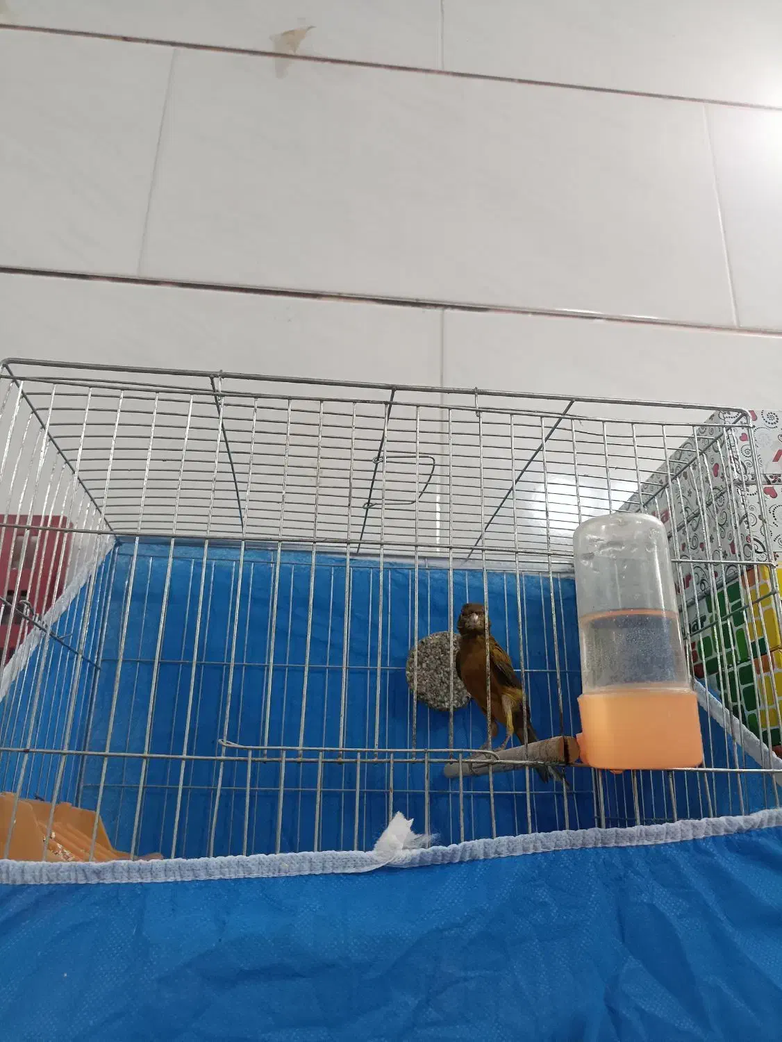 نر دارچینی دیوانه|پرنده|فولادشهر, زاینده رود|دیوار