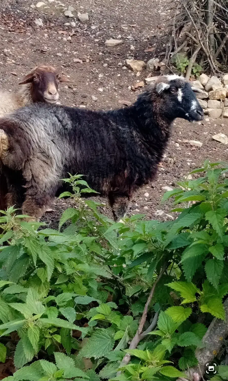 گوسفند ماده سه عدد|حیوانات مزرعه|رامسر, |دیوار