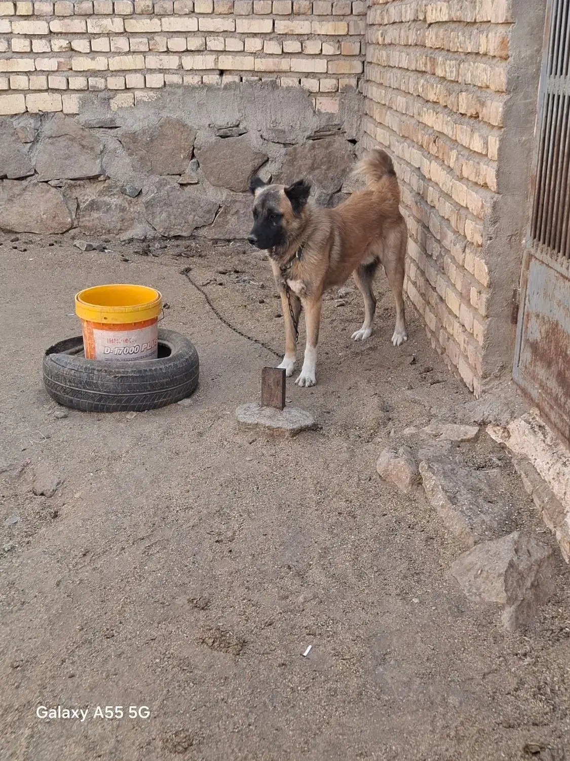 سگ گله ای|سگ|قم, پردیسان|دیوار