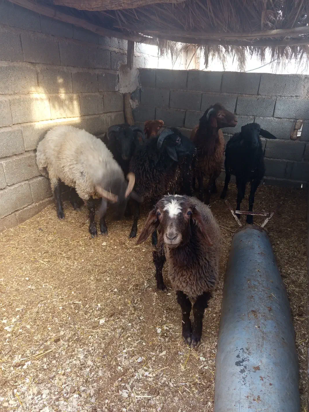 قصابی بره نر و کهره نر|حیوانات مزرعه|داراب, |دیوار