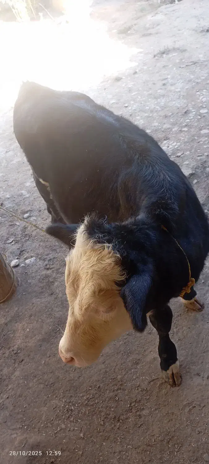 فروش گوساله اصیل|حیوانات مزرعه|فراغی, |دیوار