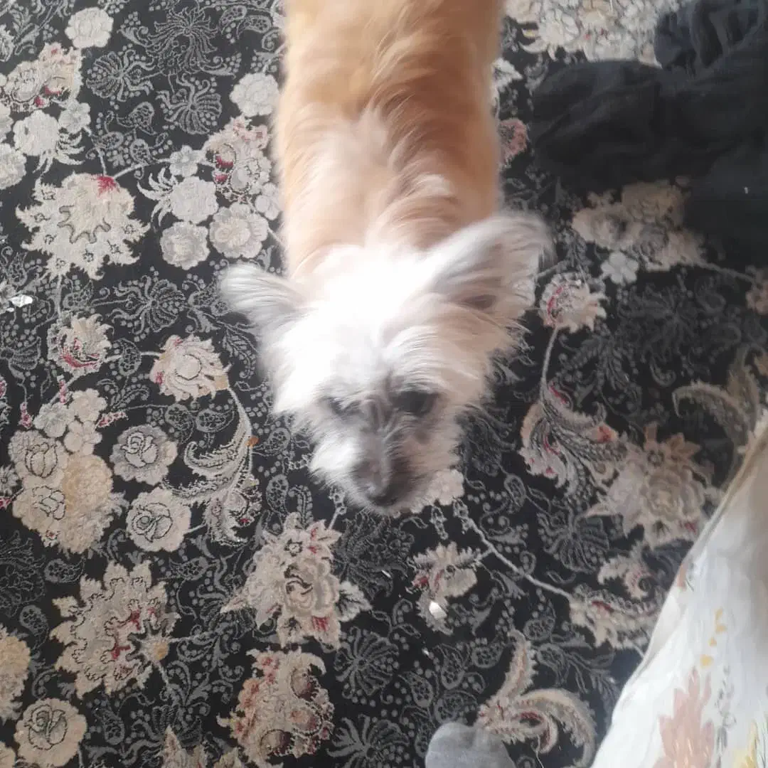 نژاد تریر|سگ|تهران, سلسبیل جنوبی|دیوار