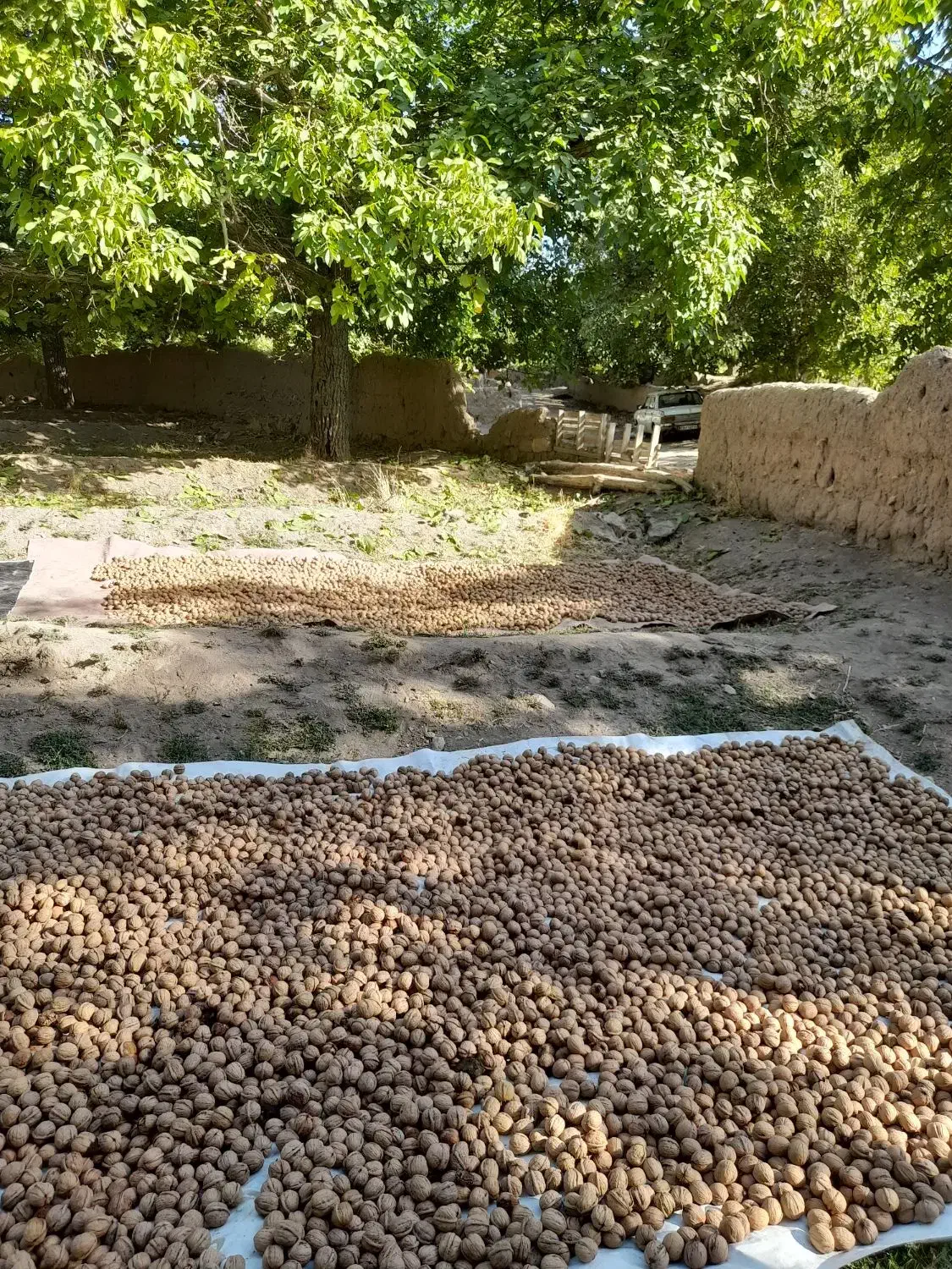 گردو بوانات|خوردنی و آشامیدنی|صدرا-فارس, فاز ۲|دیوار