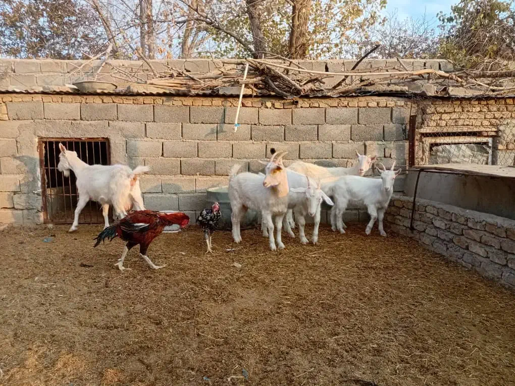 بز سانن|حیوانات مزرعه|هشتگرد, تهران دشت|دیوار