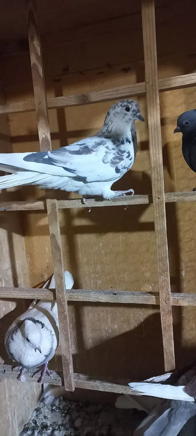 کبوتر فروشی سبز خال قرمز دو تا طوقی جوجه|پرنده|تهران, ارامنه|دیوار