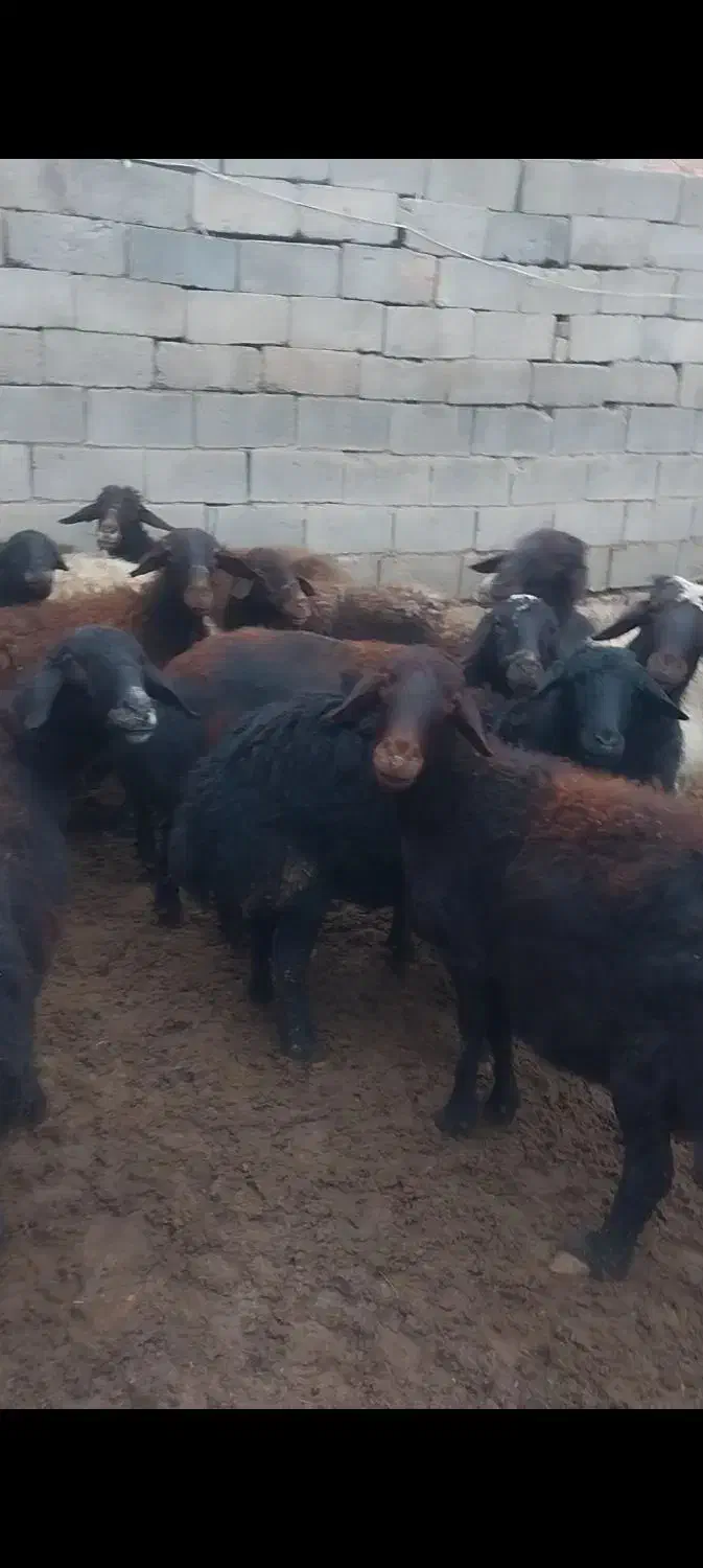 میش داشتی|حیوانات مزرعه|میاندوآب, |دیوار