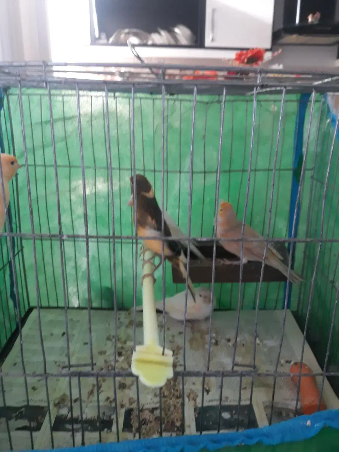 تعدادی قناری|پرنده|گنبد کاووس, |دیوار