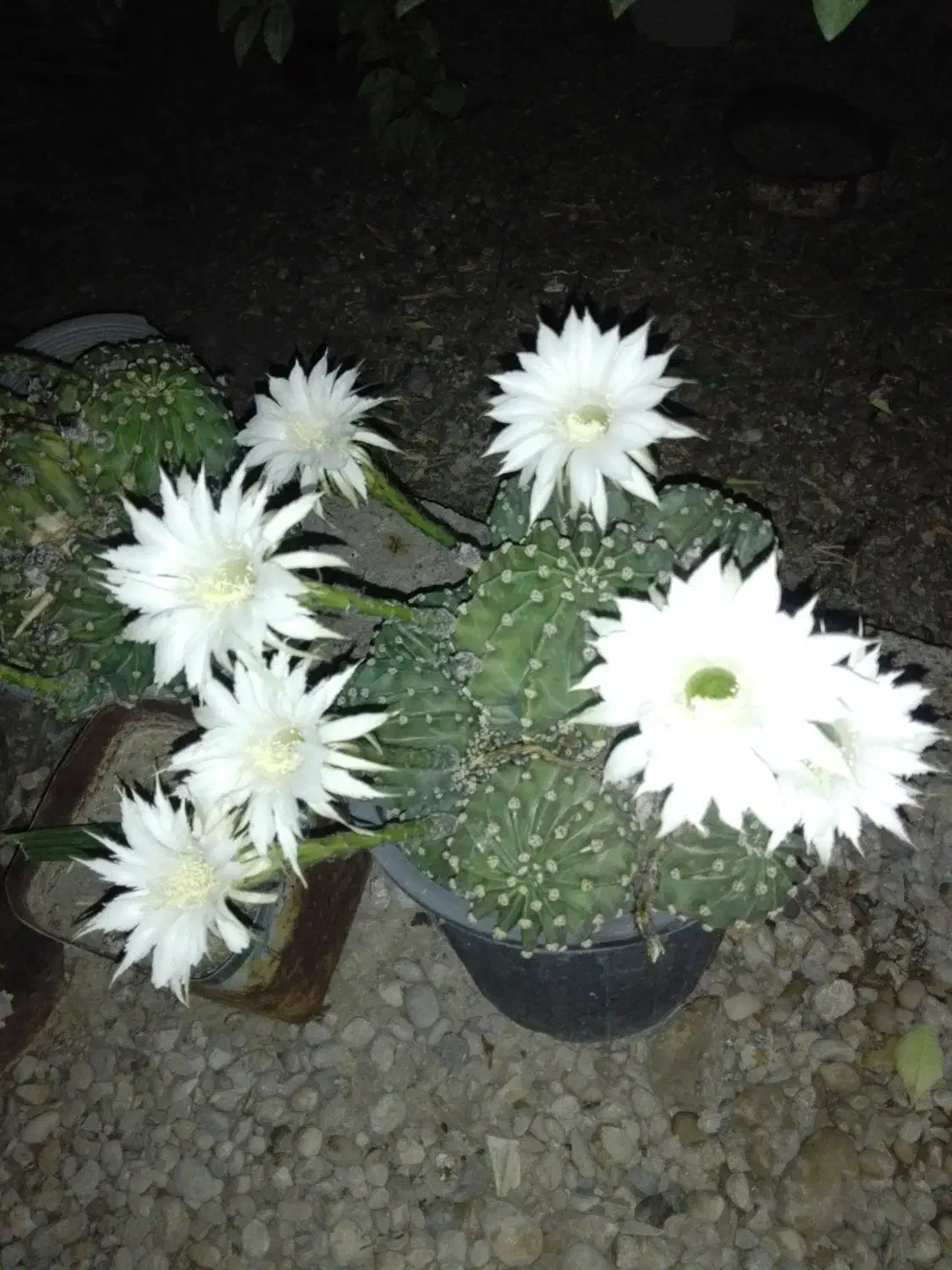 تعدادی گلدان کاکتوس و سانسوریا برای فروش|گل و گیاه طبیعی|بندر گناوه, |دیوار