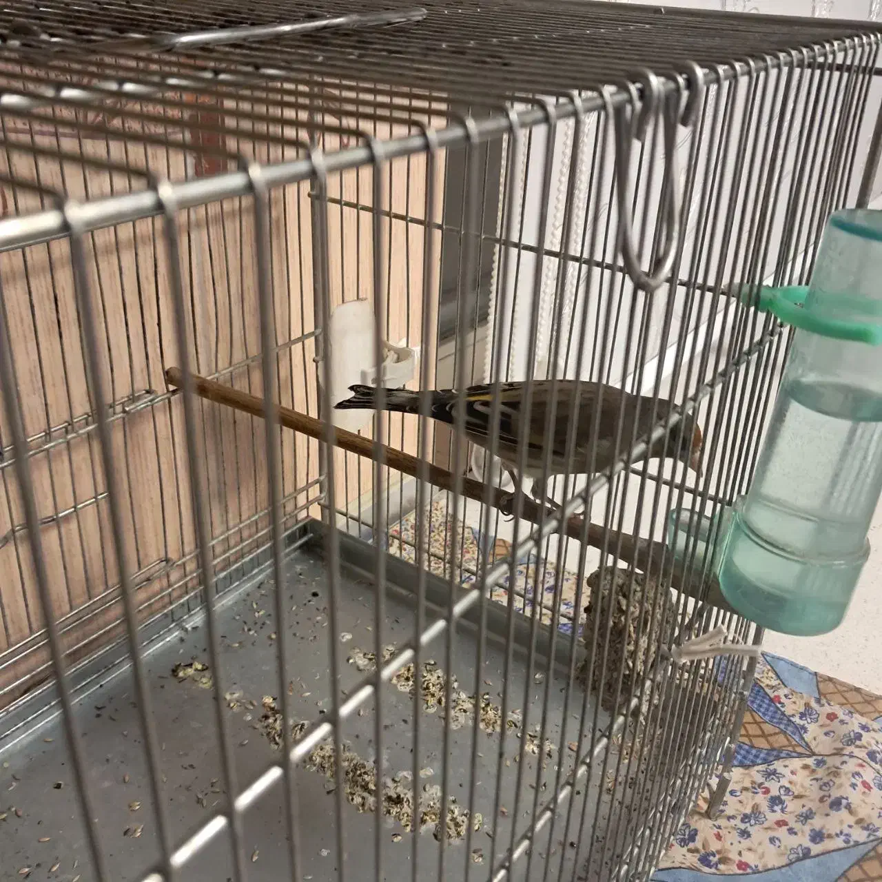 سره قناری قرص بخون قلمی|پرنده|تهران, مولوی|دیوار