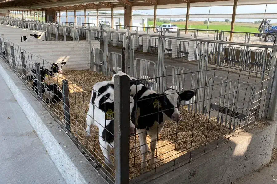 فروش گوساله شیری و قطع شیر درجه یک یک|حیوانات مزرعه|تهران, شهرآرا|دیوار