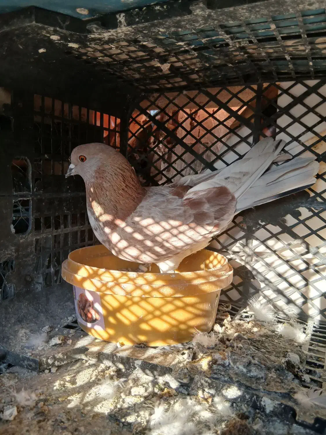 کفتر|پرنده|نظرآباد, شهرک فرهنگیان|دیوار