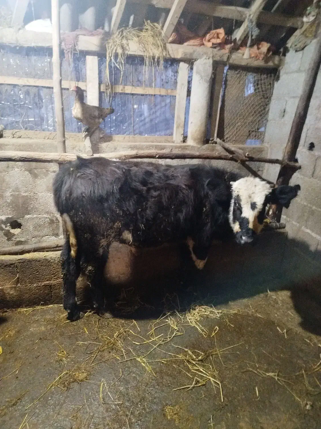 ورزاکوله داشتی|حیوانات مزرعه|رشت, حومه رشت|دیوار