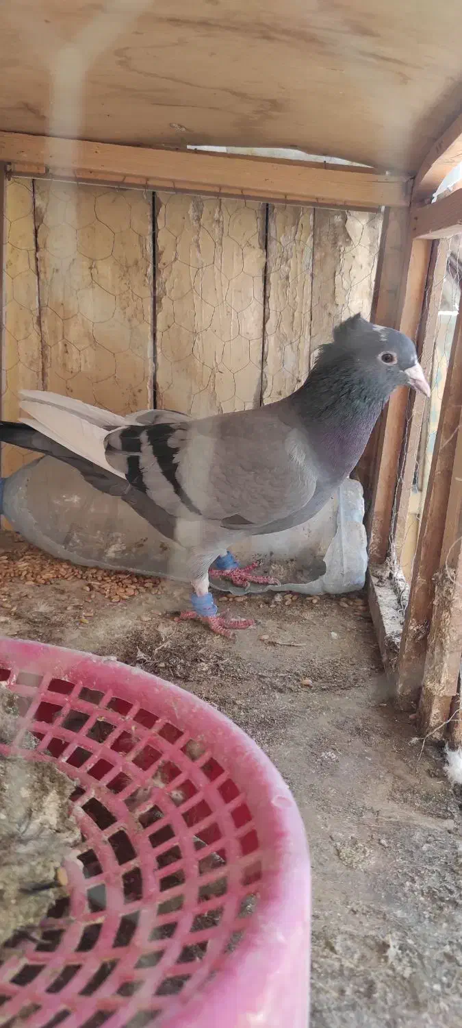 میناسبز کاکل ماده|پرنده|زاهدان, |دیوار