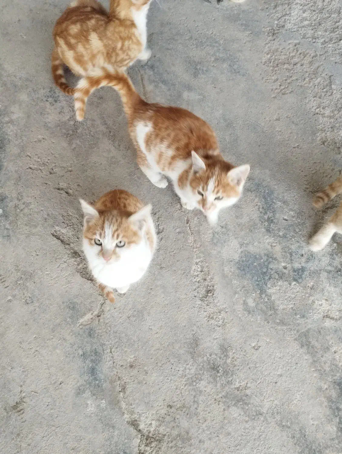 واگذاری بچه گربه|گربه|کرمانشاه, |دیوار